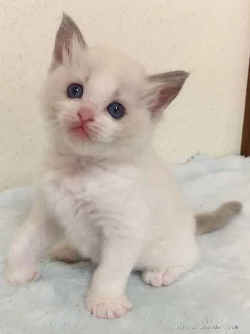 ID:1910-00312の子猫