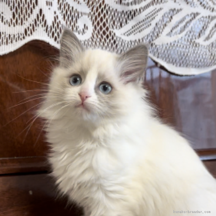 ※ねこねこ※　　　　　　　　　　　　　　【超激レア 美品】ポーター 透明ボウルに入っていたら回されちゃったねこ。-Maru was turned