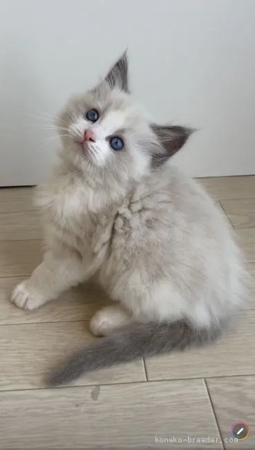 ID：2103-00009の子猫