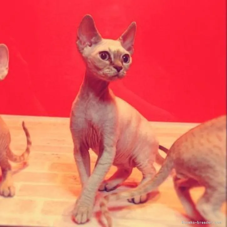 ID：2301-00420の子猫