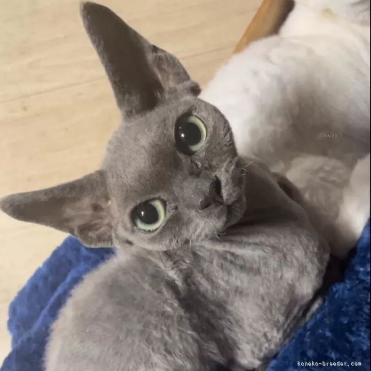 ID：2406-03260の子猫