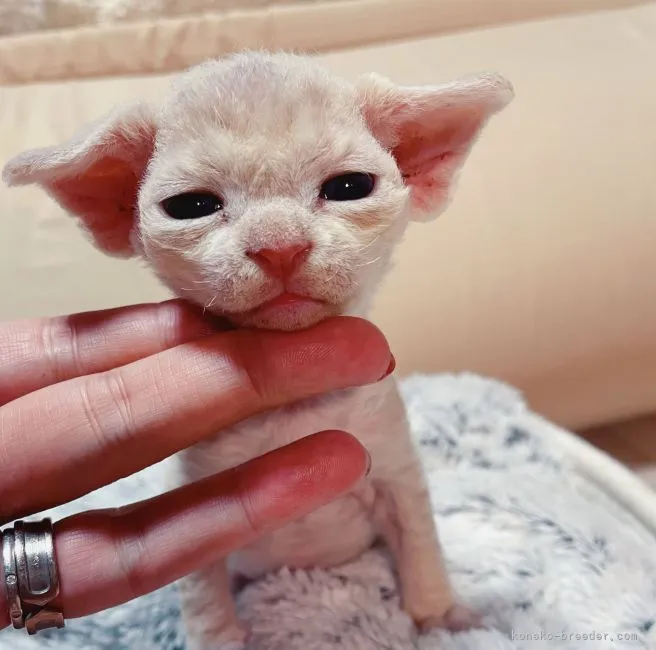 ID：2110-01763の子猫