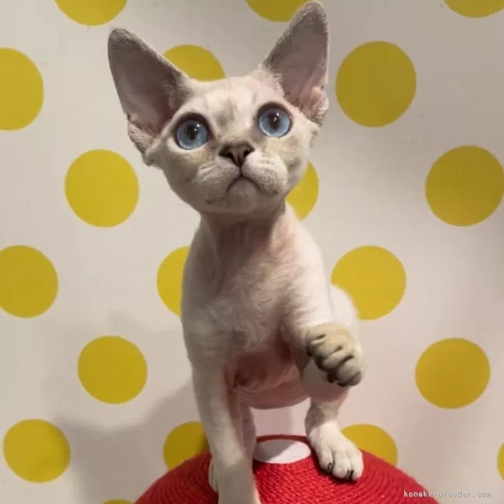 ID：2406-03256の子猫