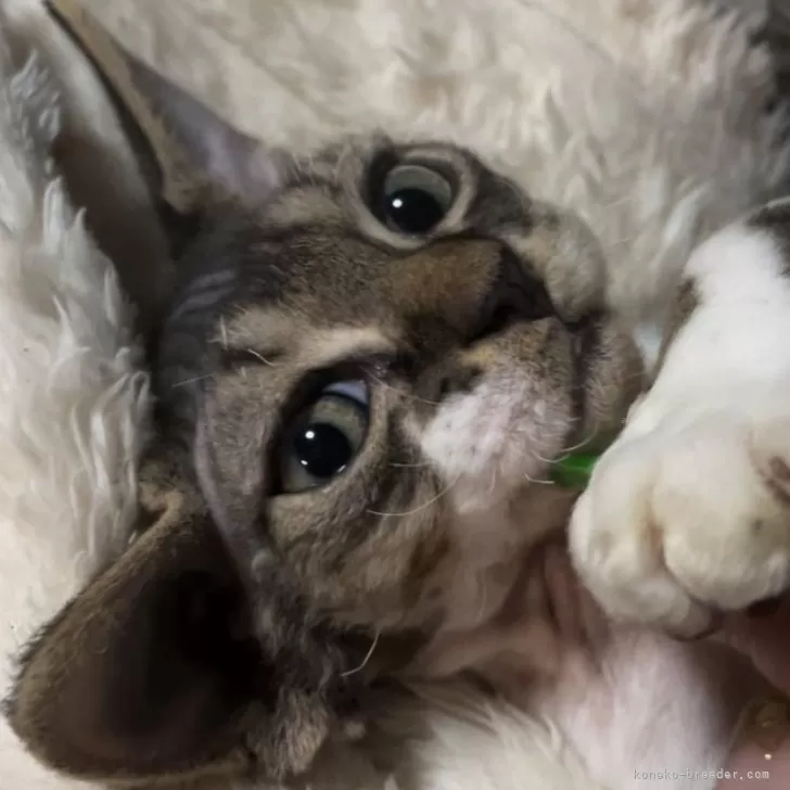 ID:2408-02781の子猫