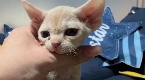 ID：2211-02899の子猫