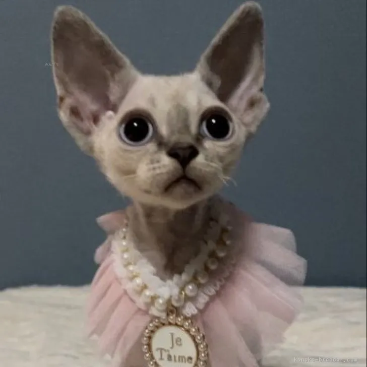 ID：2308-00727の子猫