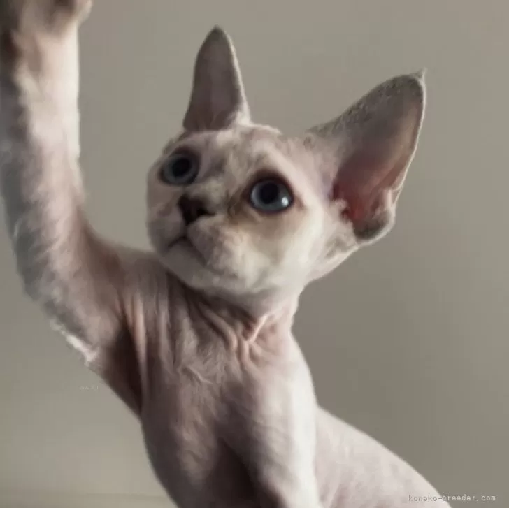 ID：2401-02593の子猫