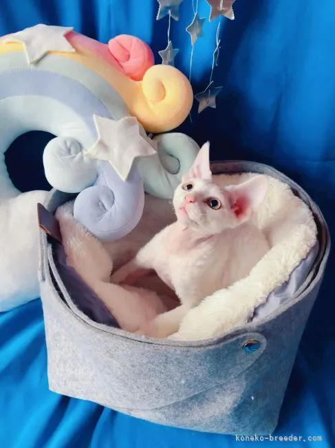 ID：2106-01213の子猫