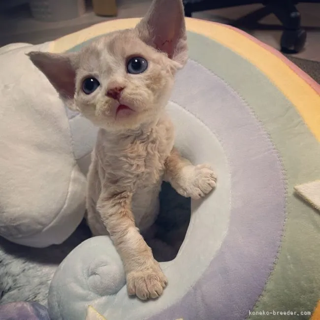 ID：2106-01216の子猫