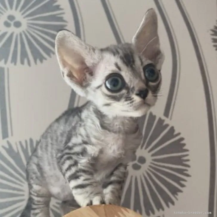 ID：2307-01265の子猫