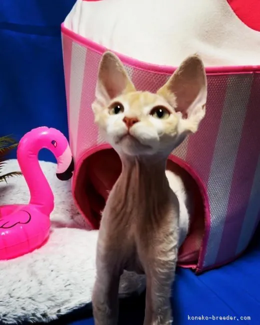 ID:2106-01220の子猫