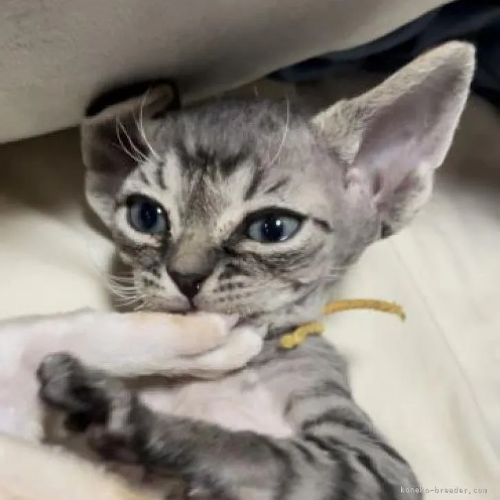 ID:2212-02454の子猫
