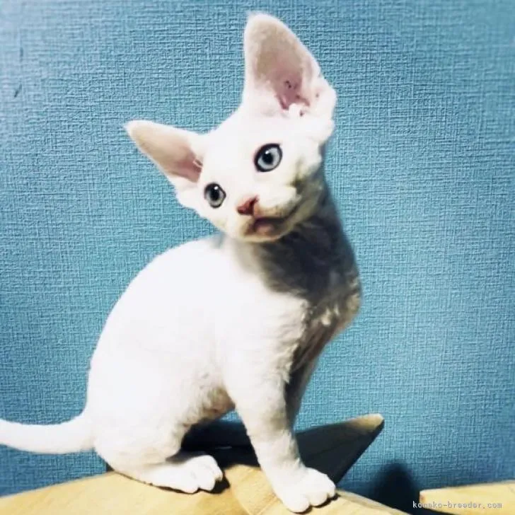 ID：2209-02419の子猫