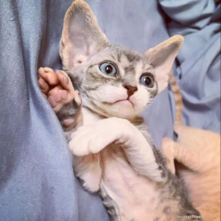 ID：2212-01234の子猫