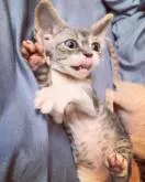 デボンレックス【北海道・男の子・2022年11月5日・ブルータビー&ホワイト】の写真2