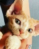 デボンレックス【北海道・男の子・2021年4月5日・タビー&ホワイト】の写真3