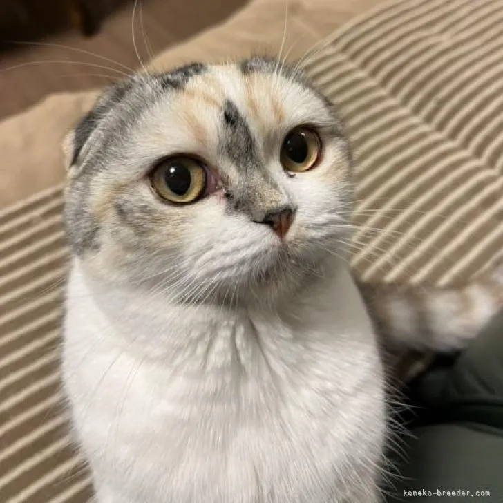 ID：2211-02803の子猫