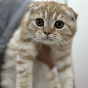 スコティッシュフォールド(折れ耳)【神奈川県・男の子・2025年9月2日・レッドマッカレルタビー】の写真「折れ耳の男の子です！」