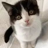 スコティッシュフォールド(立ち耳)【神奈川県・男の子・2025年9月2日・黒白ハチワレ ブラックスモークタビー&ホワイト】の写真1