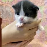 スコティッシュフォールド(立ち耳)【神奈川県・男の子・2025年9月2日・黒白ハチワレ ブラックスモークタビー&ホワイト】の写真2