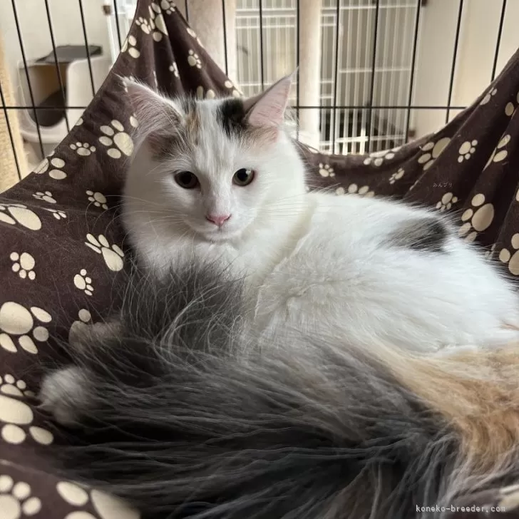 ID:2401-01841の子猫