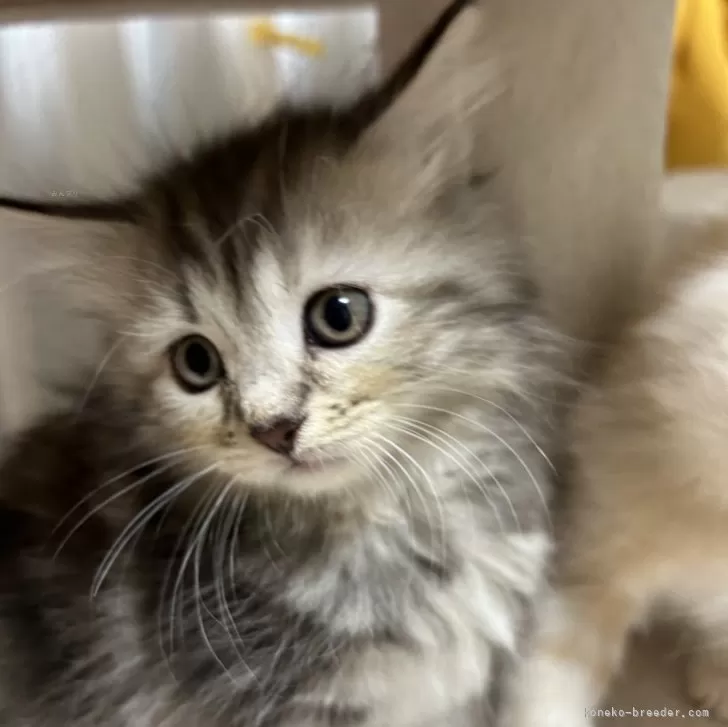 ID:2401-01607の子猫