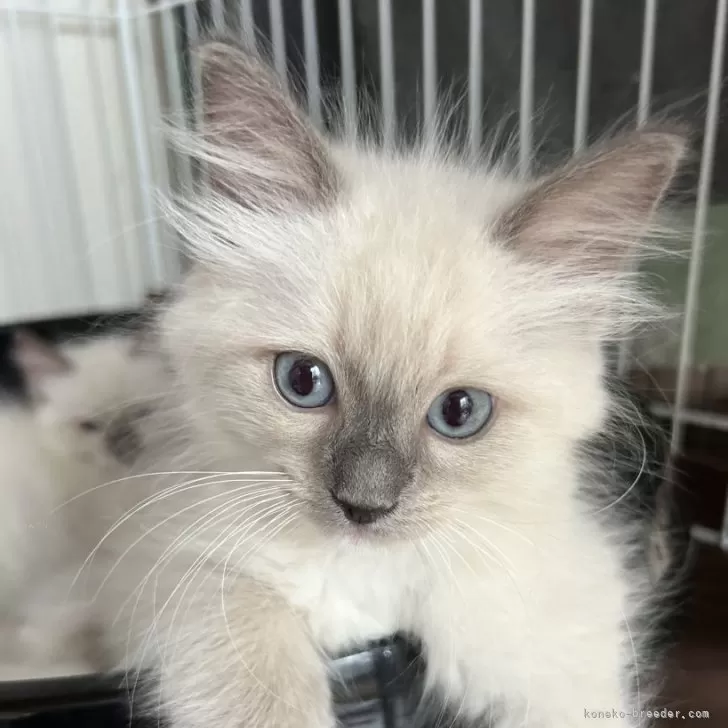 ID：2409-02001の子猫