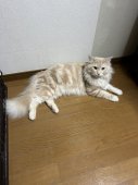 メインクーン【・男の子・2023年12月26日・クリームクラシックタビー&ホワイト】「貫禄出てきました。」