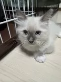 ラグドール【東京都・男の子・2024年7月19日・ブルーポイントミテッド】の写真2