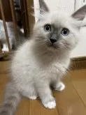 ラグドール【東京都・男の子・2024年7月19日・ブルーポイントミテッド】の写真4