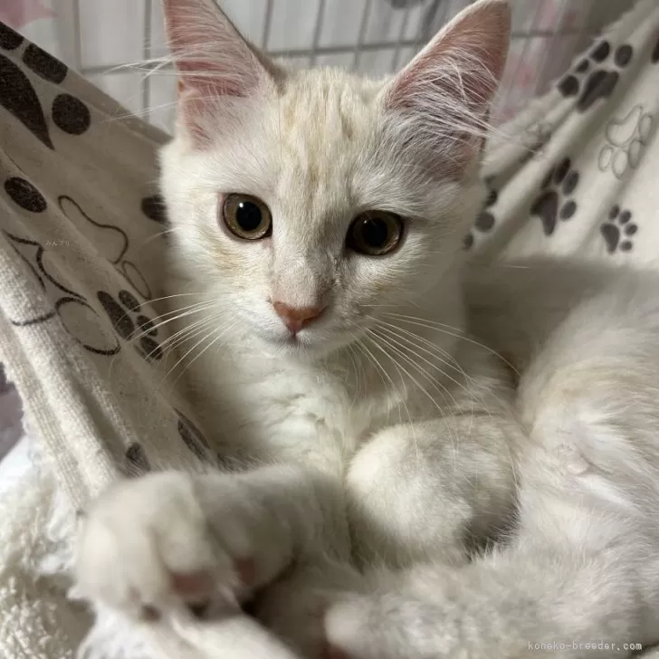 ID：2508-02516の子猫