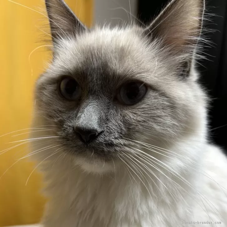 ID:2409-02000の子猫
