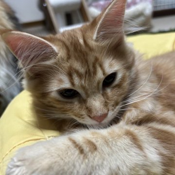 メインクーン【東京都・男の子・2025年6月30日・レッドタビー】の写真「元気な男の子」