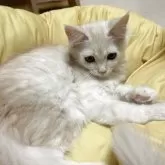 メインクーン