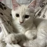 メインクーン