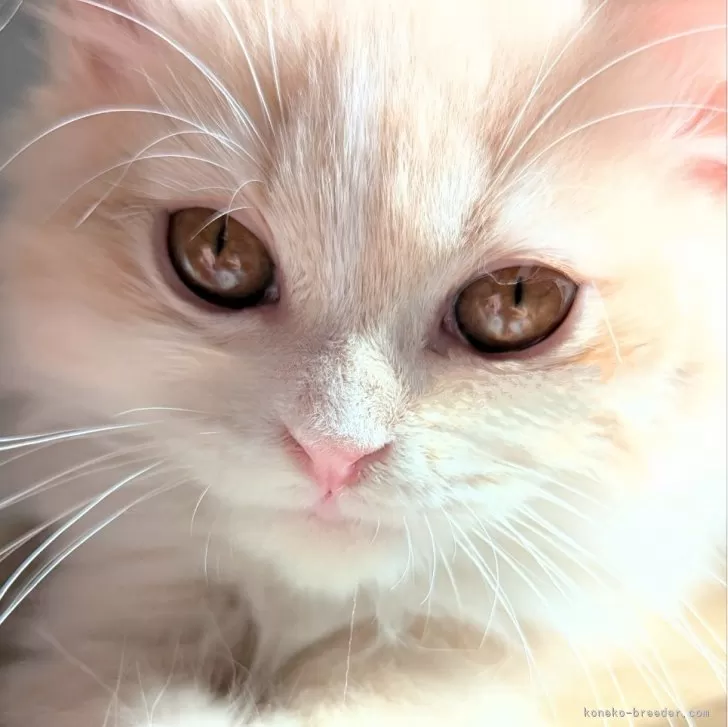 あもち 様のお迎えした子猫