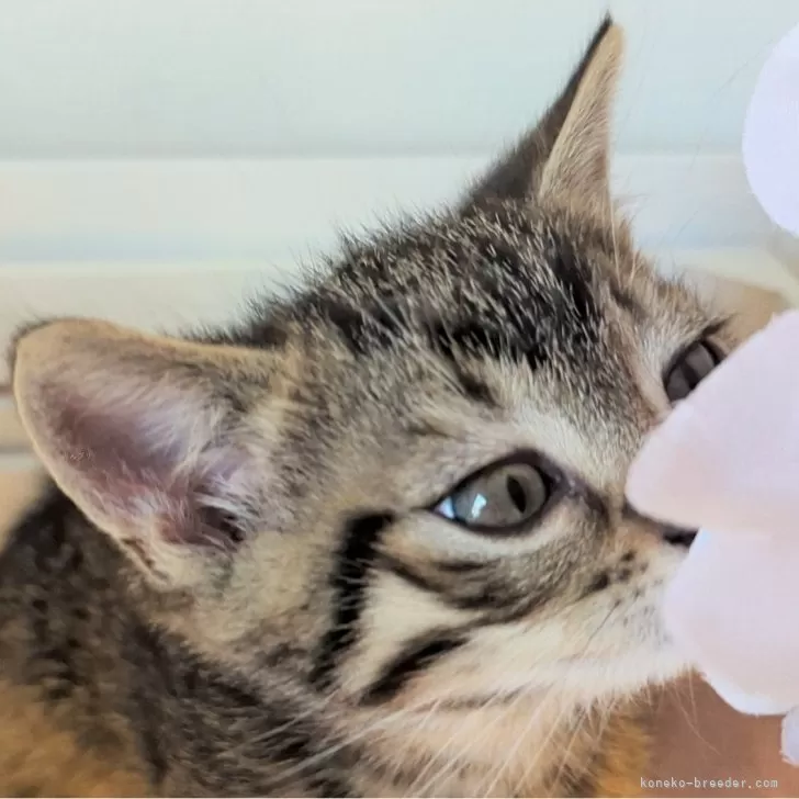 ID:2403-02118の子猫