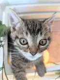 マンチカン(短足)【北海道・男の子・2024年2月1日・ブラウンタビー】の写真2「おめめくりくりで美猫さんです♪」