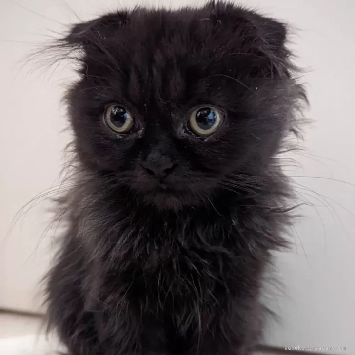 ID：2412-02186の子猫