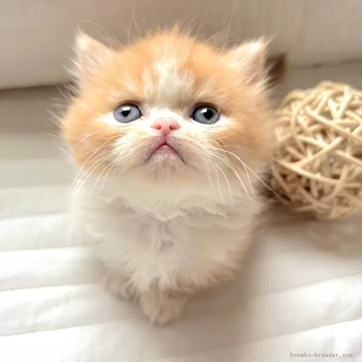 ID：2504-03644の子猫