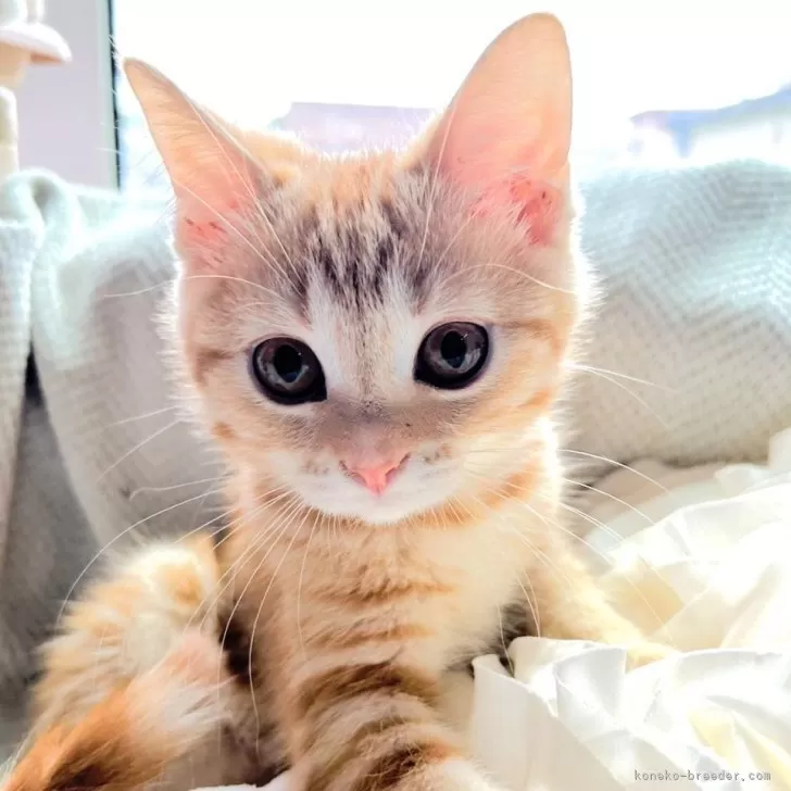 ID：2506-01638の子猫