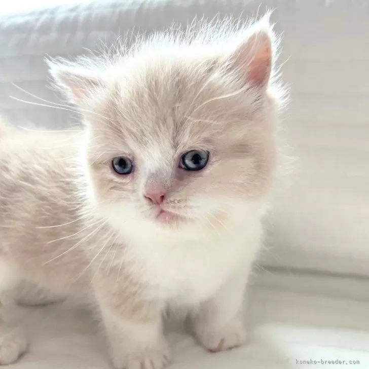 ミヌエット(短足)【北海道・女の子・2025年3月16日・クリームタビー&amp;ホワイト】の写真1