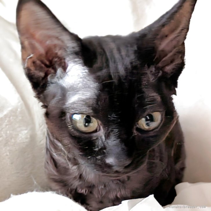 ブリーダー画像