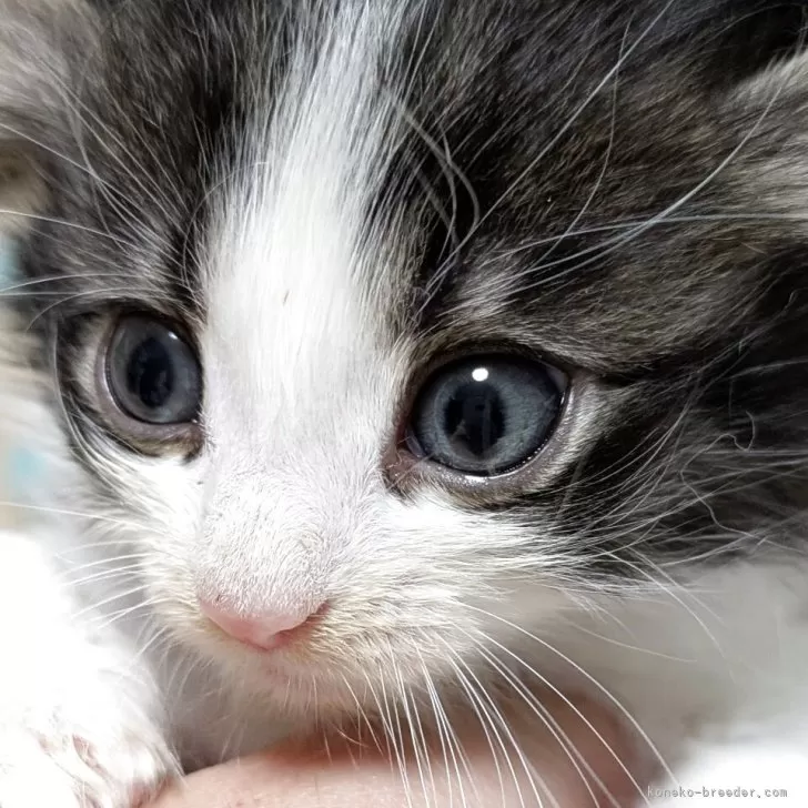 ID:2504-02785の子猫