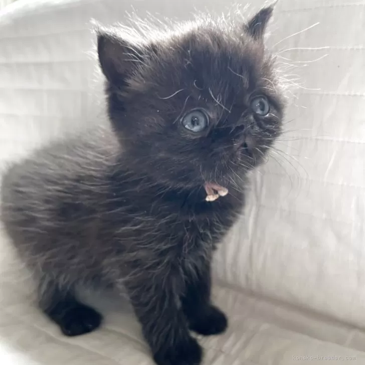 ID：2504-03182の子猫