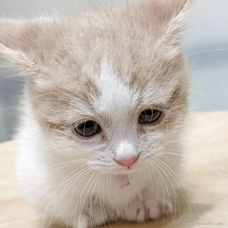ID：2504-02764の子猫