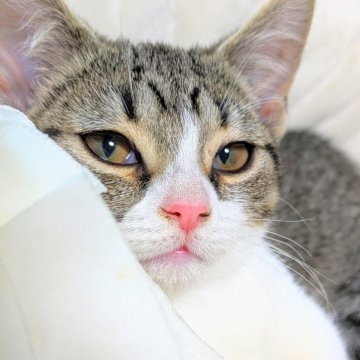 母猫デボンレックスです♡足が短いです◎【北海道・女の子・2025年7月24日・ブラウンタビー&ホワイト（ふわふわストレートの短毛。）】の写真「くりくりお目々のおっとりな女の子♡」