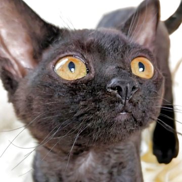 デボンレックス【北海道・女の子・2025年8月8日・ブラックまたはブラックスモーク】の写真「おっとり甘えん坊の賢い女の子♡」