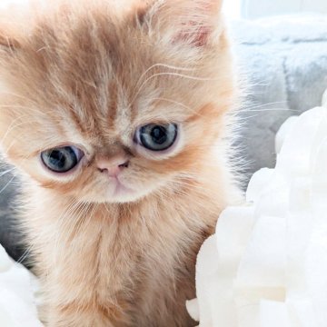 エキゾチックショートヘア【北海道・男の子・2025年10月13日・レッドタビー（ふわふわのベビーコート）】の写真「おっとりマイペースな男の子♡」