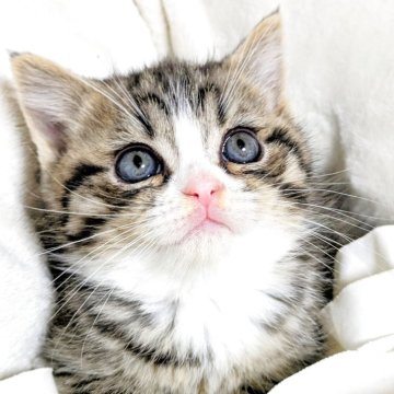 ミヌエット(長足)【北海道・男の子・2025年10月2日・ブラウンタビー&ホワイト（ふわふわストレートの短毛。）】の写真「むっちむち、モッチモチの好奇心旺盛な美形な男の子♡」